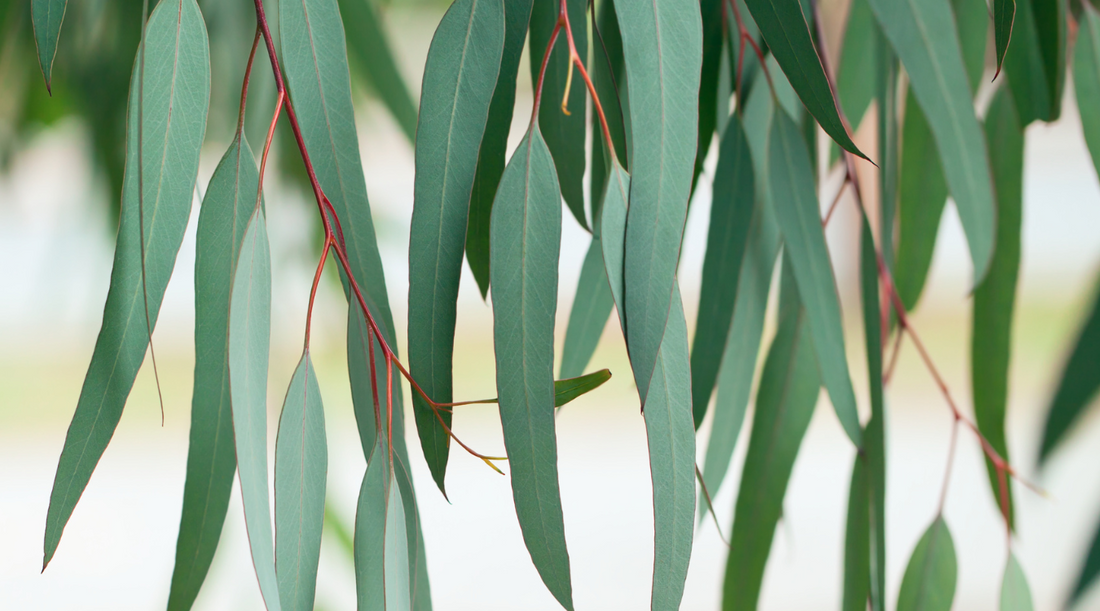 Eucalyptus - Best Ways to Use This Essential Oil