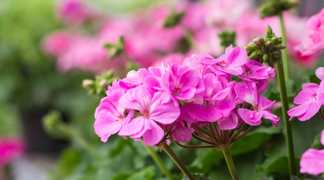 Geranium - 10 things this Essential Oil is PERFECT for.