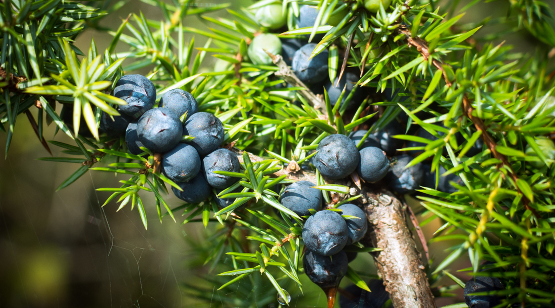 Juniper Berry - All about Juniper. How to use this Essential Oil.