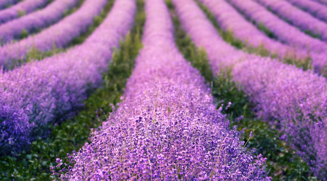Lavender - The History and How to Use This Much Loved Oil