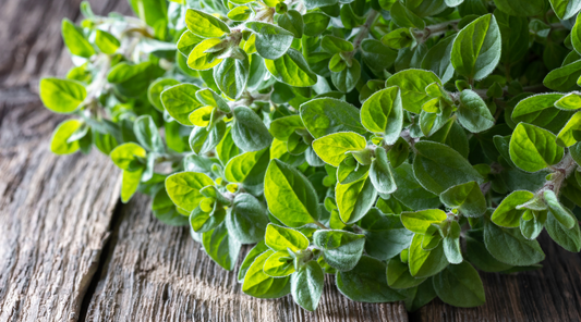 Oregano - Great ways to use this Powerful Oil in your home!