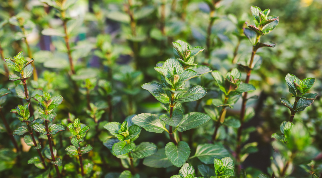 Peppermint - The History of This Favorite Essential Oil