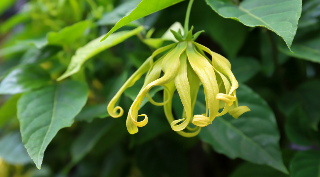 Ylang Ylang - 101 to this Exotic Essential Oil